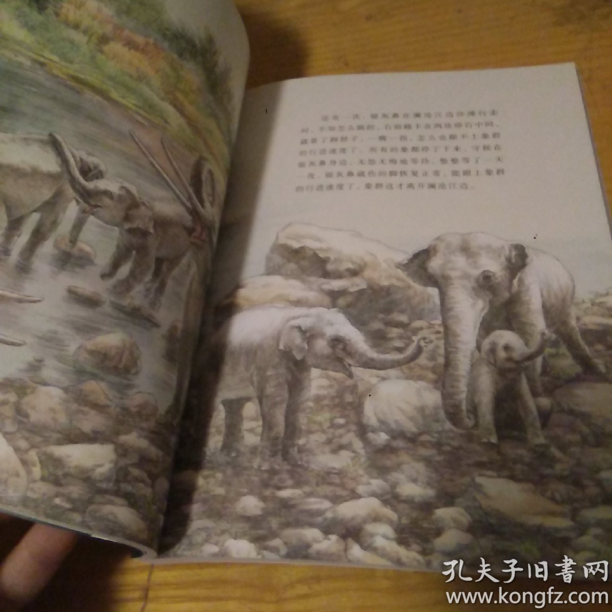 沈石溪画本(第一辑·白象家族