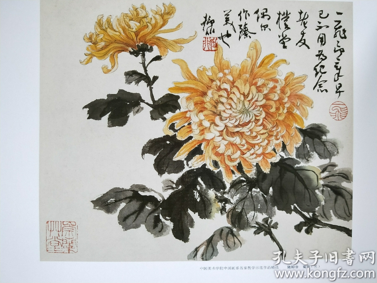 陆抑非菊花