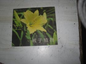 被子植物                                    M-40