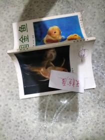 中国金鱼  一版六印  品相如图