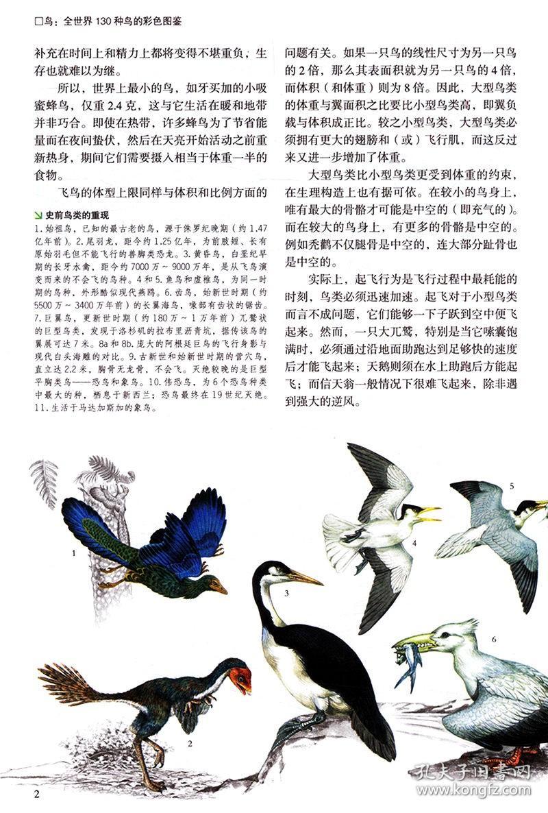 鸟全世界130种鸟的彩色图鉴世界鸟类飞禽动物生态百科科普知识大全书