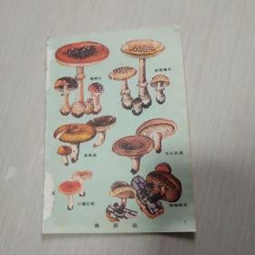 小知识册页（蘑菇.鸟.岩石）