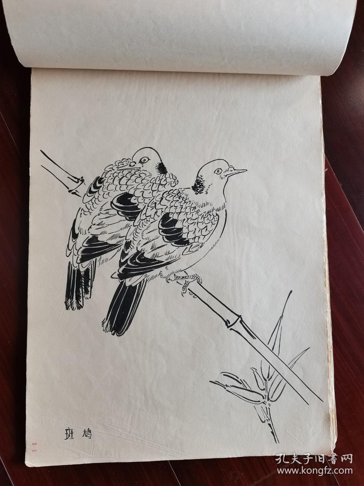 出版原稿毛笔手绘白描翎毛鸟类8开29页
