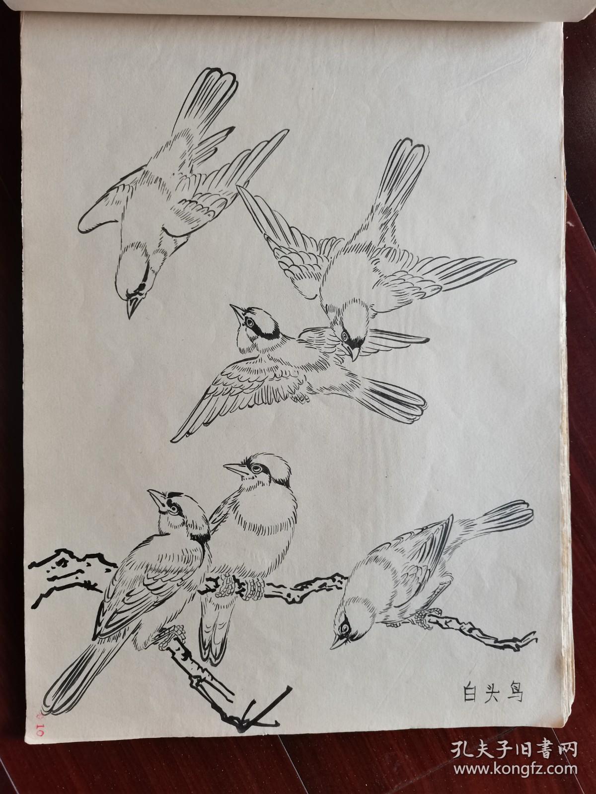 出版原稿毛笔手绘白描翎毛鸟类8开29页