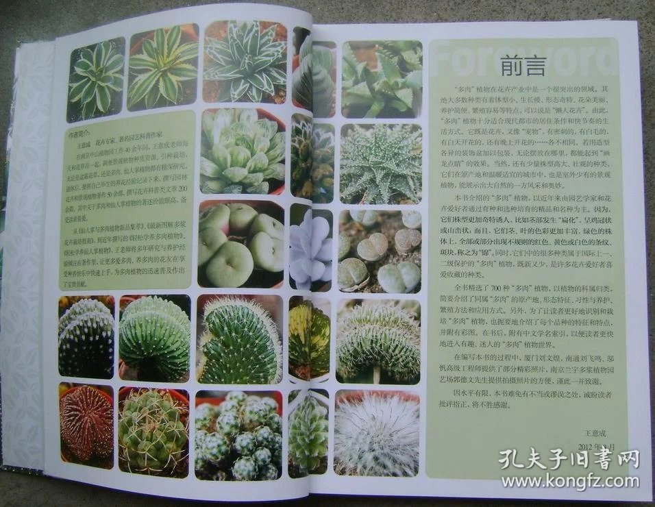 多肉植物品种全解：一场绿意盎然的魅力之旅