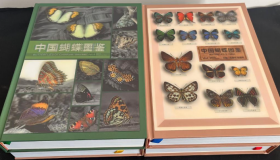 中国蝴蝶图鉴