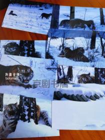 剧照新印：野生动物东北虎照片一组16张（6寸原版新印照片一张 大小15*10cm）