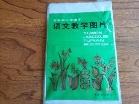 五年制小学课本 语文教学挂图 第五册2