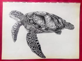 手绘无款16开精微素描:海龟