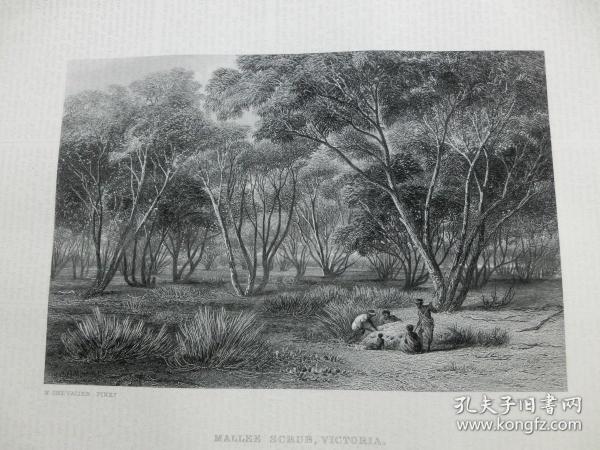 【百元包郵】《桉樹灌叢，維多利亞》（MALLEE SCRUB, VICTORIA） 1873年 鋼版畫  源自藝術日志 倫敦文切公司出品  紙張尺寸約31.2×23.5厘米