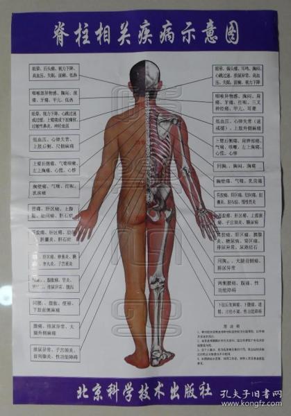 脊柱相关疾病示意图