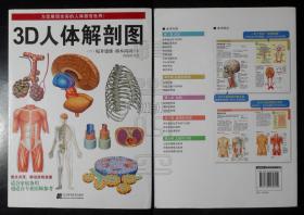 3D人体解剖图（为您展现全彩的人体器官世界！）