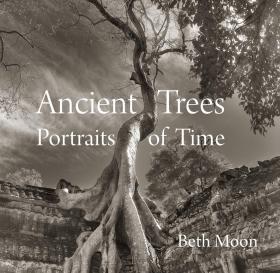 现货Ancient Trees: Portraits of Time 古树:古树：时间的肖像 摄影集