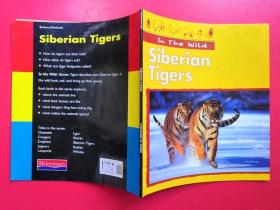 In The Wild Siberian Tigers