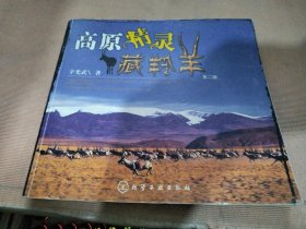 高原精灵藏羚羊
