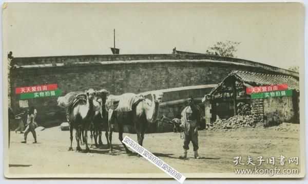 民国时期老北京赶骆驼的把式老照片，背景有一长弧型墙，何处暂不知。13.6X8厘米。泛银