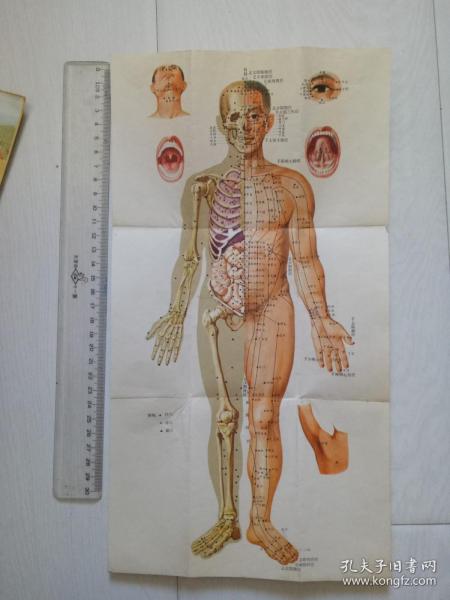 早期 人体 穴位