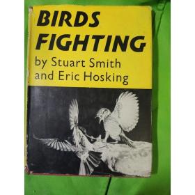 Birds Fighting 鸟类战争