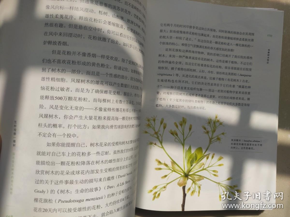 例树香烟价格