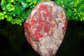 昌化 大红袍 鸡血石  年年有鱼  摆件780g  尺寸：14cm 3cm10cm， 这块像是刚刚宰杀的鸡血，非常鲜艳，流动性好，市场价5000以上，众所周知，昌化已经封矿，意味着鸡血石已经真正绝产，同时对石头来说升值潜力也是更大，现在行情低迷，正是投资的最佳时机，有眼光的石友看到这种宝贝会果断下手的！！！( 绝产宝贝)