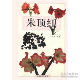 朱顶红