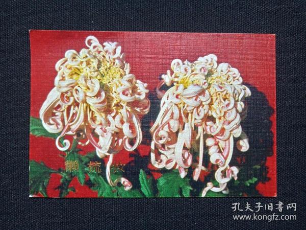 《懒梳妆菊花图--赠学友:陆勤》新年快乐贺卡1985年1月1日(同学:何航