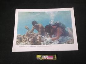 16开文革宣传画片：西沙海底的岩石上长满了各种颜色的珊瑚。图为西沙渔民在北礁礁盘上采集标本
