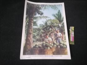 16开文革宣传画片：早在清代，渔民们便在西沙种植椰子树。解放以来，更大量种植。图为渔民们在椰林中采集椰子