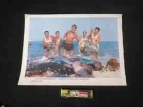 16开文革宣传画片：西沙群岛是我国南海重要渔场之一，这里盛产鱼、虾、海龟、海参等。图为渔民们出海归来喜获丰收