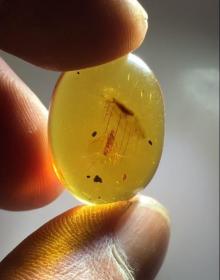 琥珀戒面,5000万年前白垩纪虫珀戒面，可遇不可求，“无惧风雨虫珀”戒面寓意努力奋斗，逆天改命！