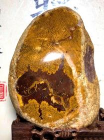 远古木化石原石，纯天然“太阳辉纹木化石”原石，大块头1673克，“纹路独特”，温润如玉料这样的极为罕见，可遇不可求，玉化极好，种水十足，肉质细腻，“极为罕见黄金太阳纹木化石”玉质细腻温润，俏色精美，“纹路独特”，品相完美，大块头3斤多重，肉质细腻干净，冰感充足，种老起荧光 油性十足，品质好，值得永久珍品，可遇不可求，极好收藏