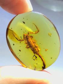 缅甸琥珀“特大蝎子”吊坠，1亿年前的古生物“巨大蝎子”这么大的蝎子十几年来就遇到这么一枚