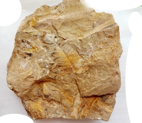 “金色羽毛”化石，极为罕见，远古“世界上第一根金色羽毛”化石，纯天然“独一无二天使羽毛”化石，“独特金色羽毛”化石，“亿万年前凤凰羽毛化石”万里挑一，极为罕见，稀有，珍贵，顶级极品纯天然，极为罕见和难得的白垩纪“凤凰羽化石”，“极品羽毛化石”，千年难得一件，化石收藏界的极品，珍品，孤品