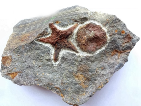 “海星和甲鱼”化石，远古“海星爱上甲鱼”化石，纯天然海星化石，“独特海洋生物”化石，“亿万年前海星爱甲鱼化石”万里挑一，极为罕见，稀有，珍贵，顶级极品纯天然，极为罕见和难得的白垩纪“古海星甲鱼化石”，“海星爱甲鱼化石”，千年难得一件，化石收藏界的极品，珍品，孤品