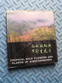 西双版纳热带野生花卉
