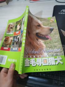 金毛寻回猎犬