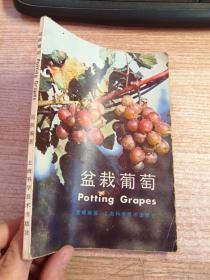 盆栽葡萄
