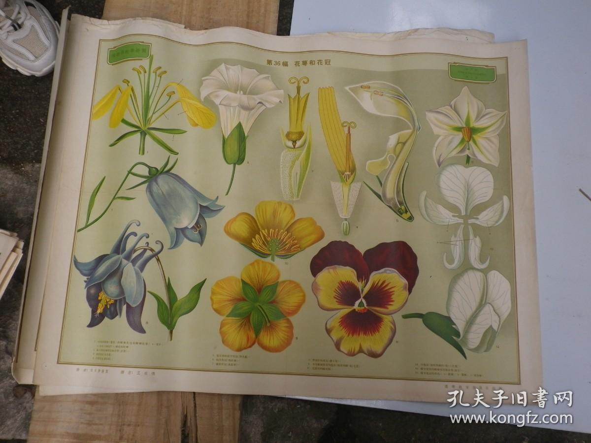 花萼和花冠植物学教学挂图彩色第36幅约五十年代70x54 孔夫子旧书网