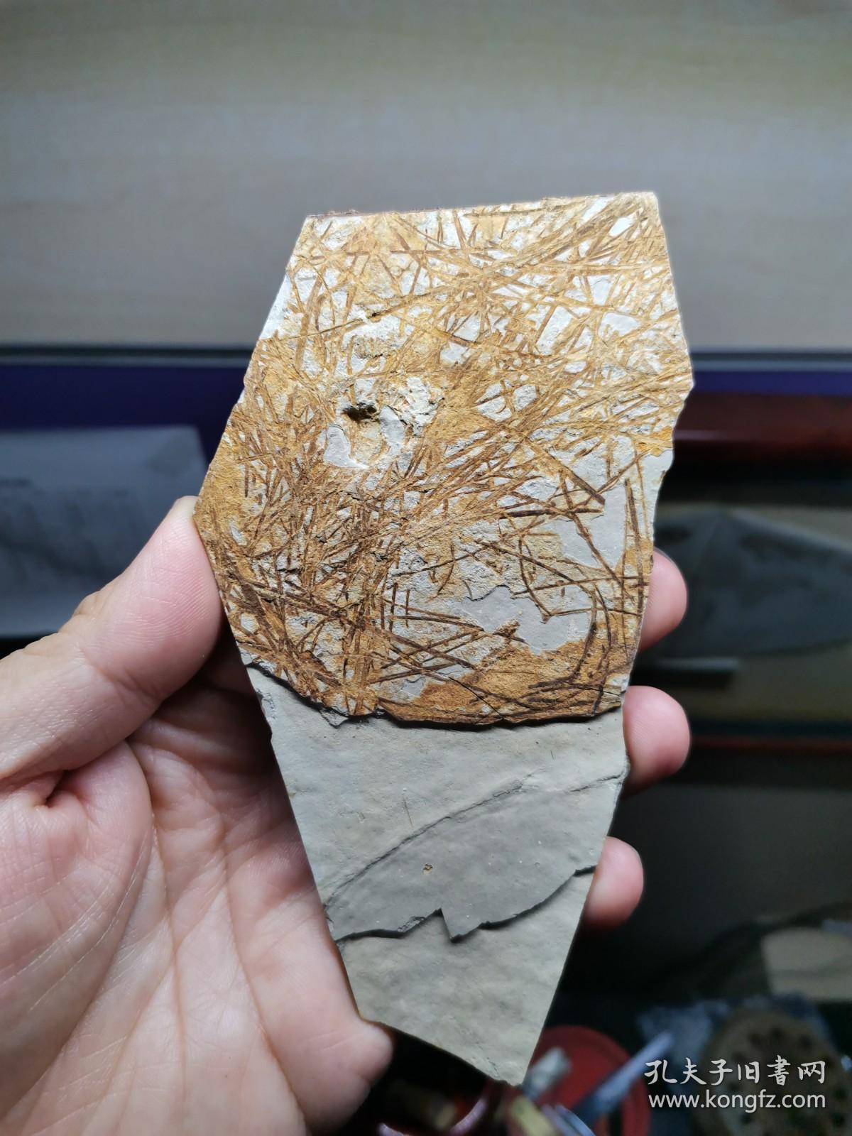 凌源大王杖子乱水草化石