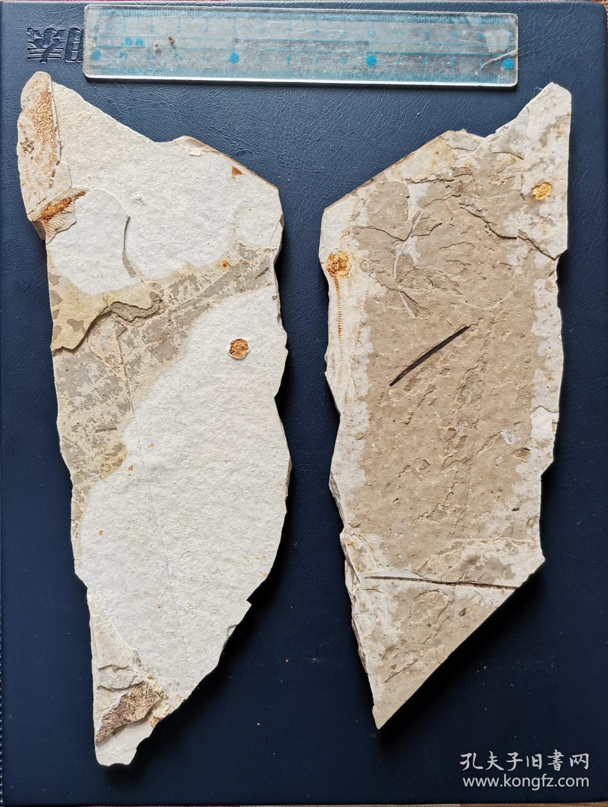 朝阳凌源大王杖子精品狼鳍鱼对板黑鱼化石