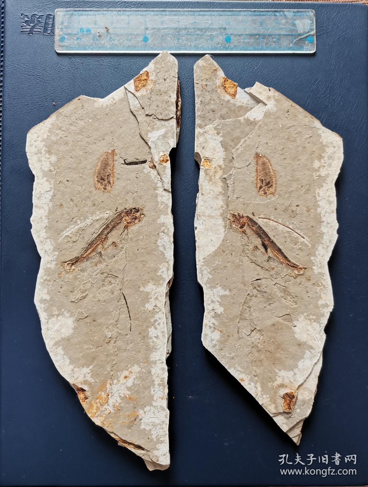 朝阳凌源大王杖子精品狼鳍鱼对板黑鱼化石