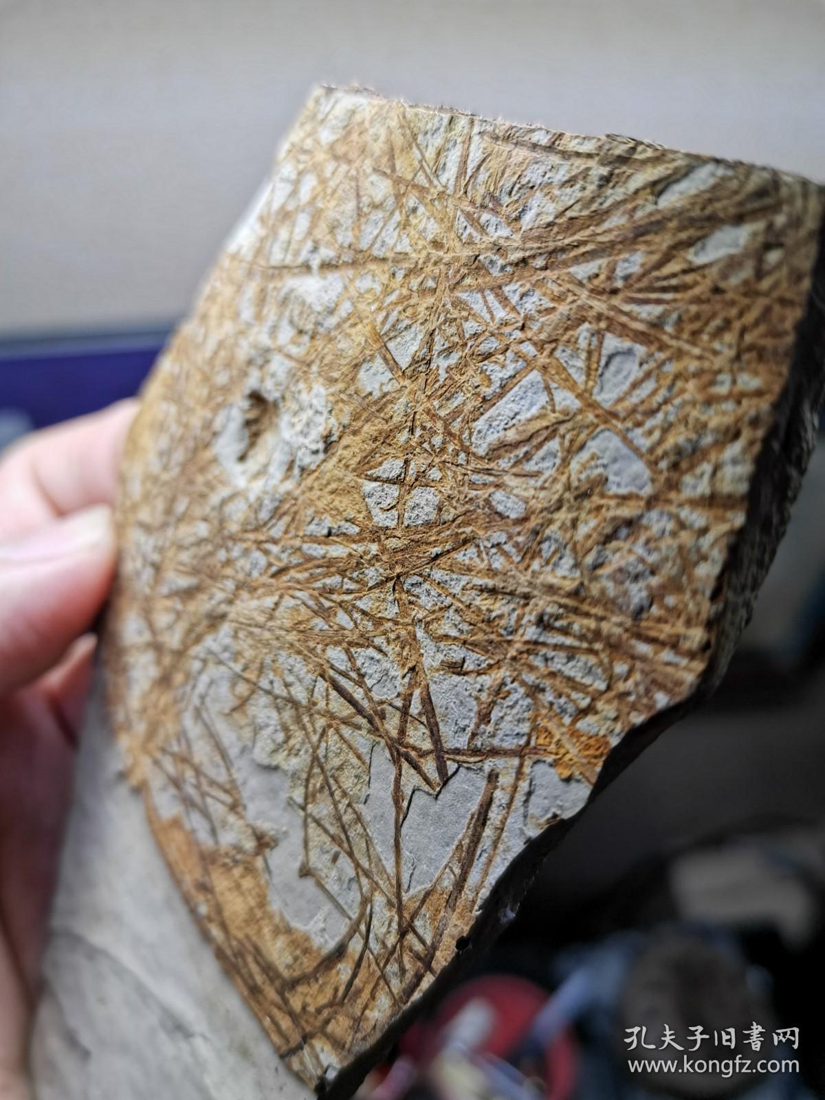 凌源大王杖子乱水草化石