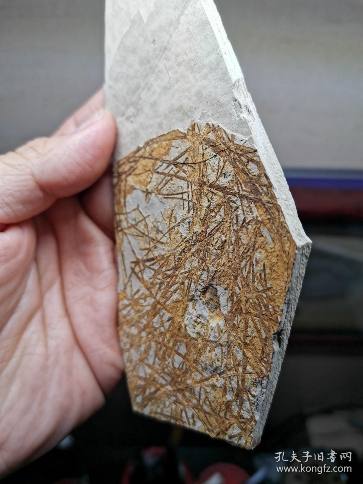 凌源大王杖子乱水草化石