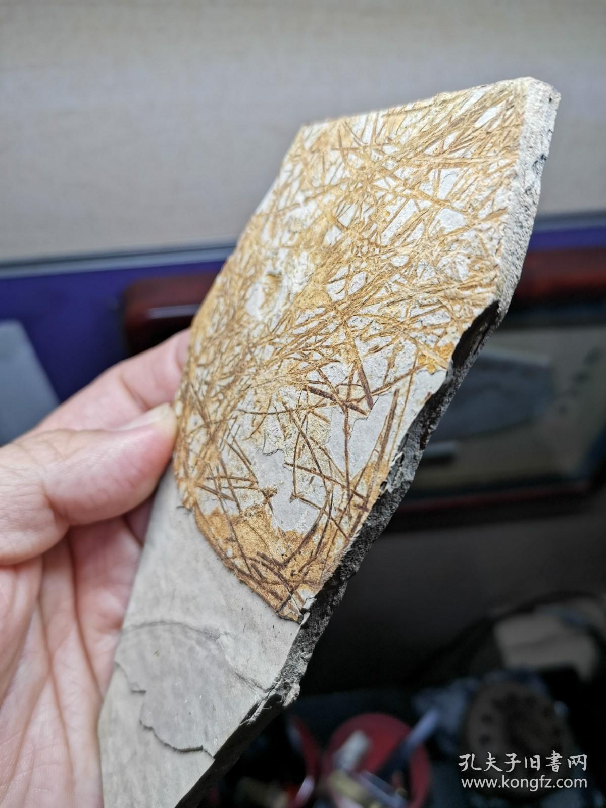 凌源大王杖子乱水草化石