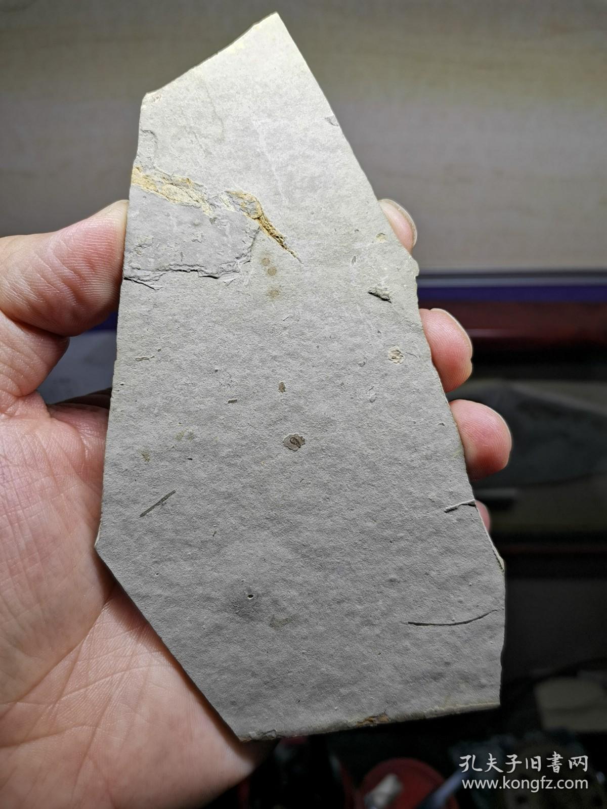 凌源大王杖子乱水草化石