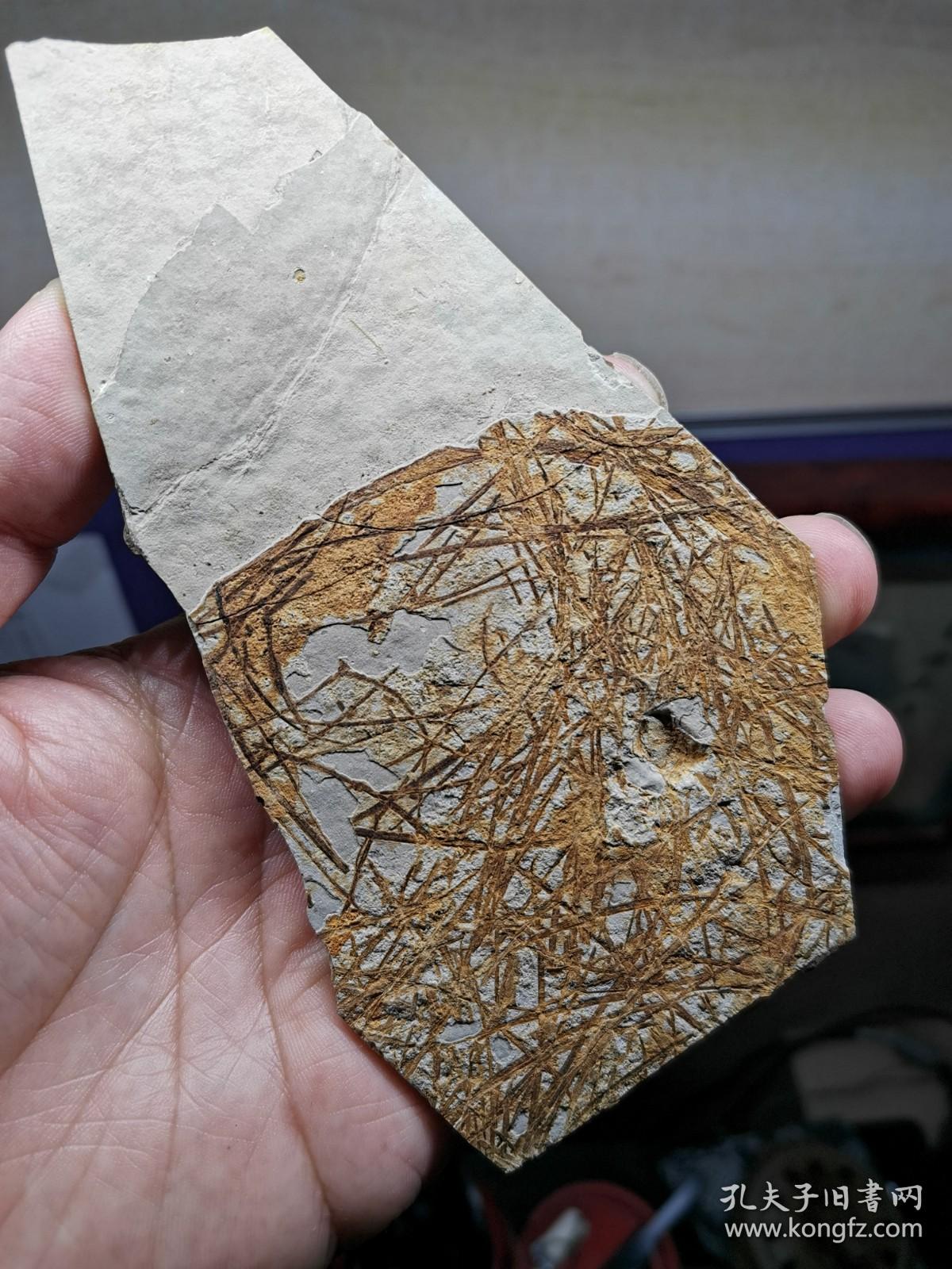 凌源大王杖子乱水草化石