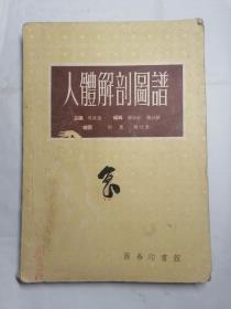 人体解剖图谱