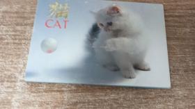 猫 明信片10张