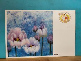 FP37-0186  八十年代   美术（郁金香） 中国邮政明信片