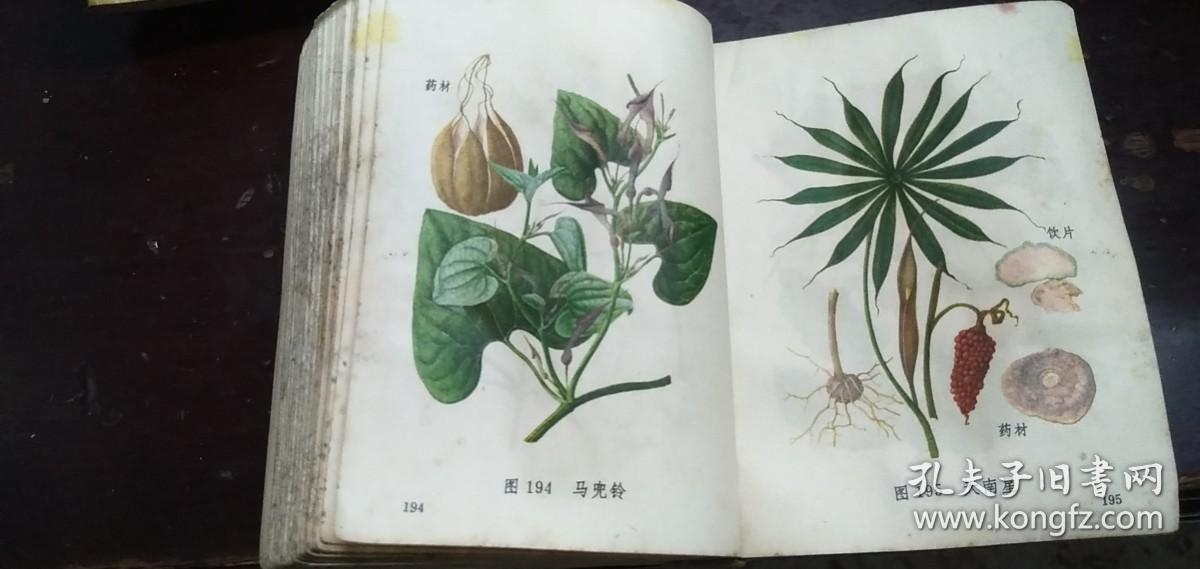 中草药图谱图文大全 5a4233ec2006bc1b_b.jpg